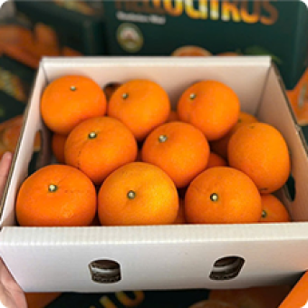 Trái cây nhập | Khay gỗ vuông nắp mica trái cây 6