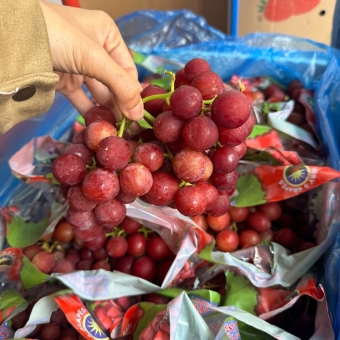 Nho Đỏ Úc 