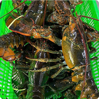 Hải sản tươi sống | Mực, cua, cá, ghẹ tươi sống 10