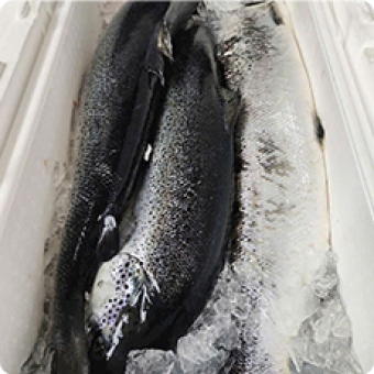 Hải sản tươi sống | Mực, cua, cá, ghẹ tươi sống 3