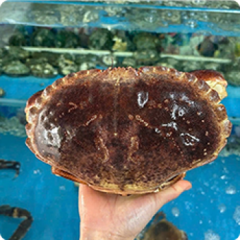 Hải sản tươi sống | Mực, cua, cá, ghẹ tươi sống 5