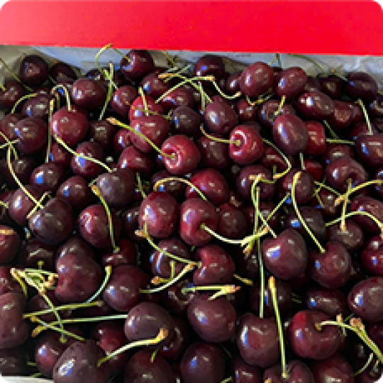 Hộp 80g | Hồng Đẳng Sâm sấy dẻo Mohodo 1