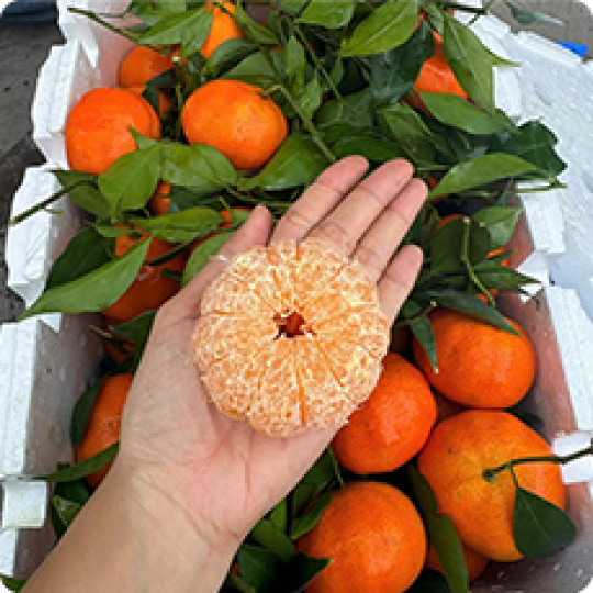 Hộp 80g | Hồng Đẳng Sâm sấy dẻo Mohodo 1