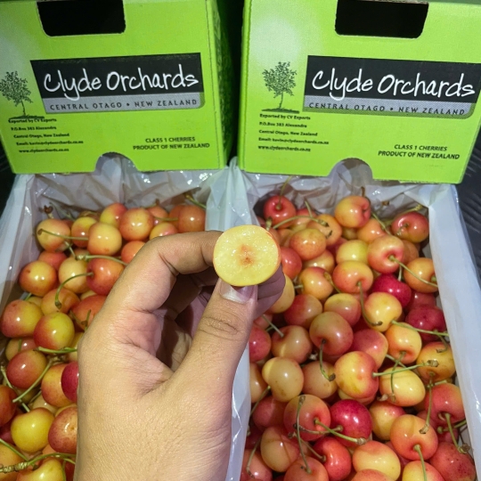 Cherry Vàng
