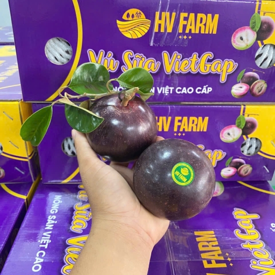 Vú Sữa Tím Hữu Cơ ( chuẩn vietgap )