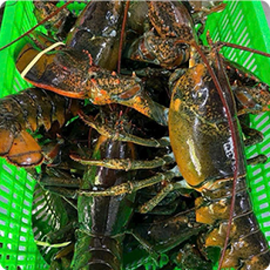 Hải sản tươi sống | Mực, cua, cá, ghẹ tươi sống 10